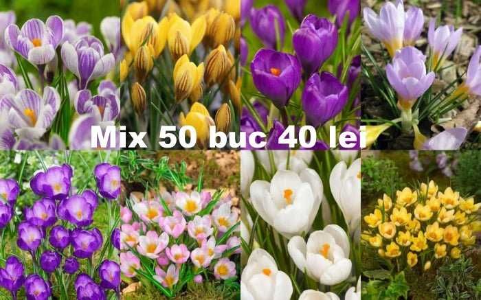 Bulbi de zambile si alte flori de primavara