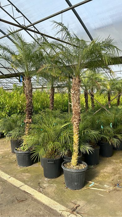 Plante ornamentale