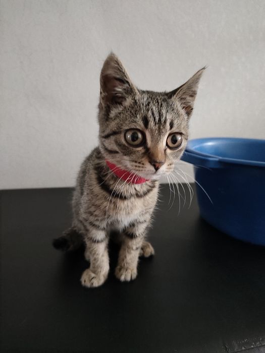 Котёнок район Казкрай с красным ошейником