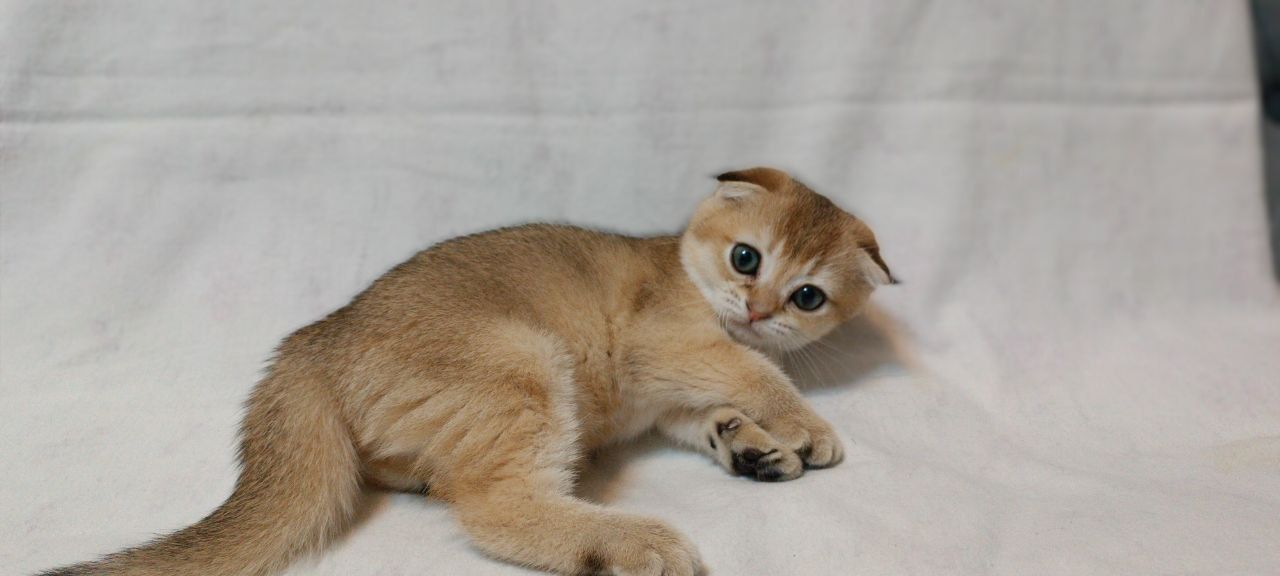 Котята фолд золотая шиншилла