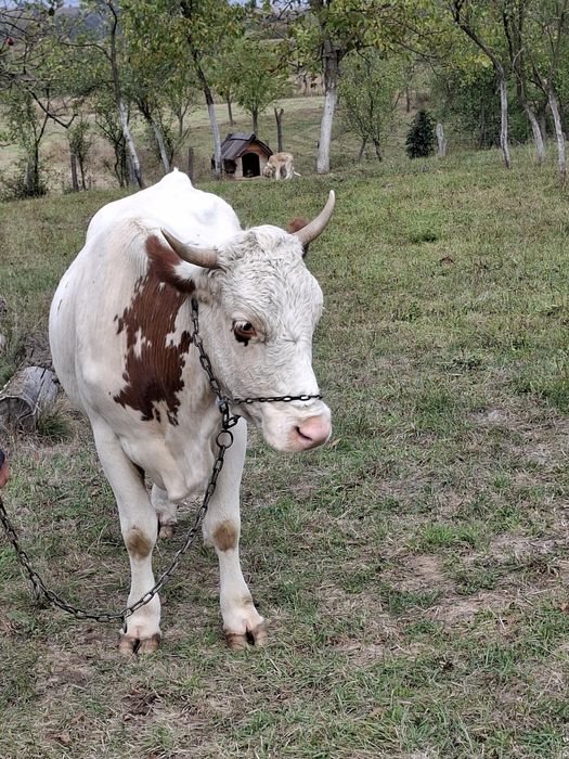 Vând vaca a 3-a fătare Baltata Românească