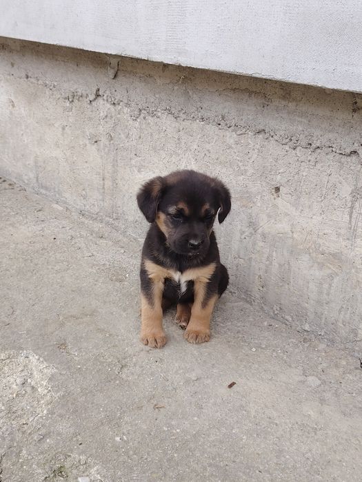 Donez 2 cățelușe de 7 saptamani 
Sunt de talie medie