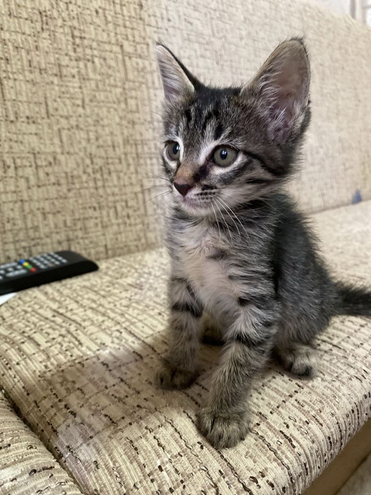 Котёнок в добрые руки