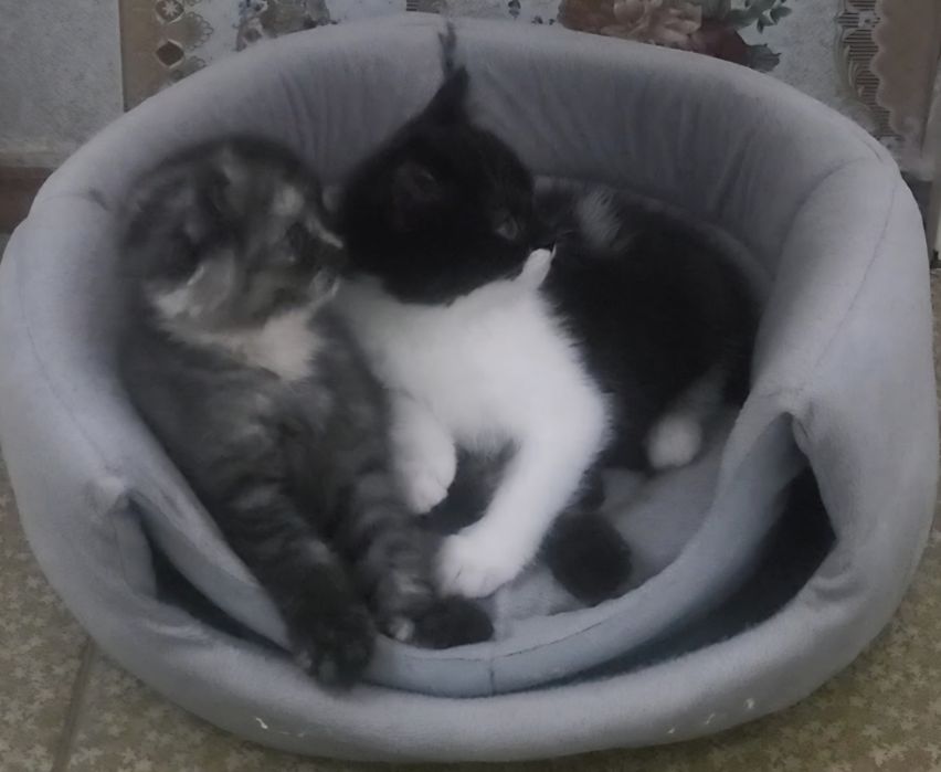 Продажа породистых  хулиганов