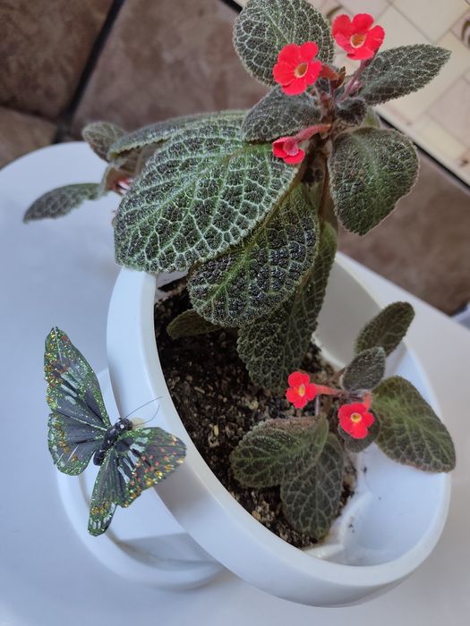 Продам комнатные цветы