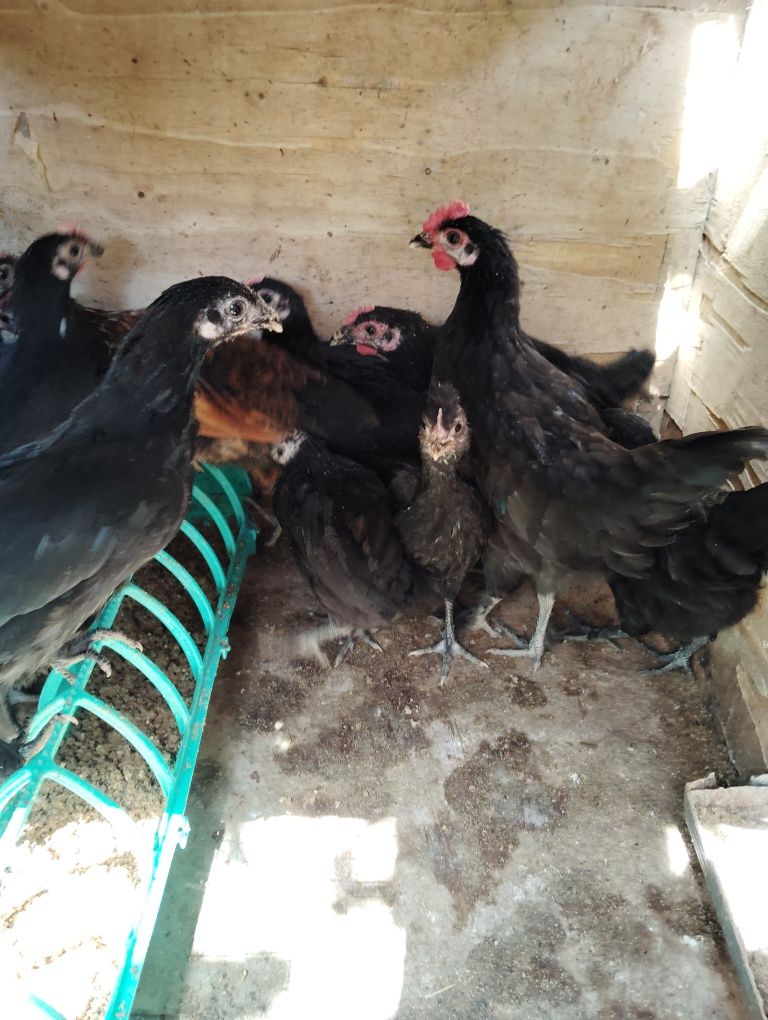 Продается циплята с курицей