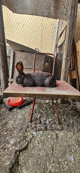 Diaponibili 2 masculi fluture german