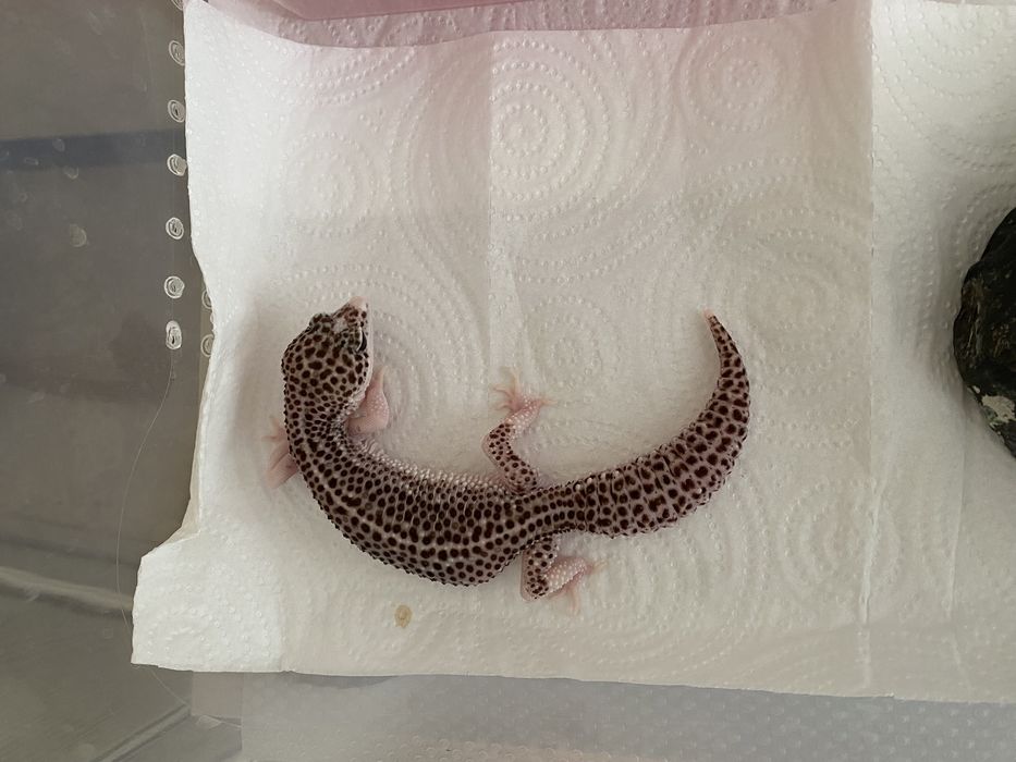 Продам Эублефара