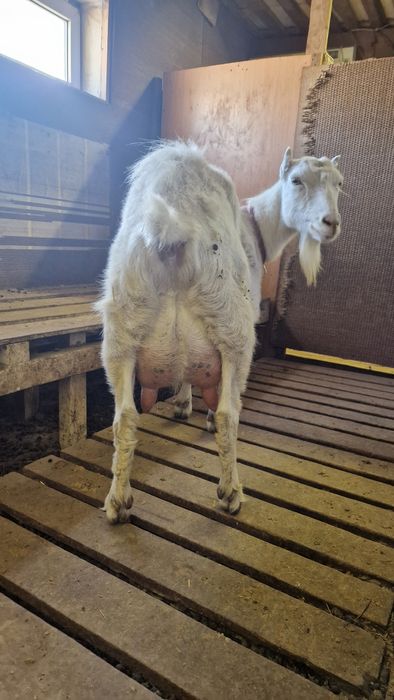 Коза ламанча дойная