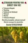 Struguri de vin productie 2025