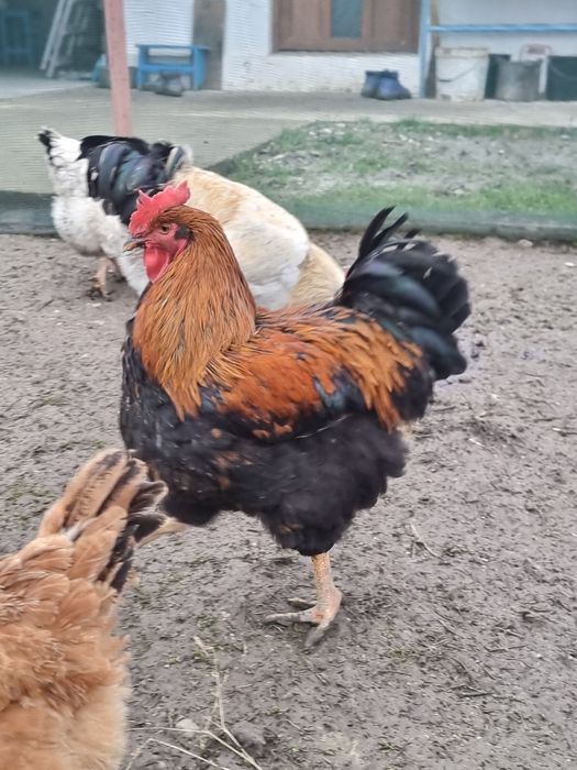 Cocoși tânăr din primăvară