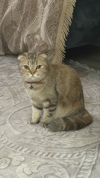 Кошка Золотая шиншилла