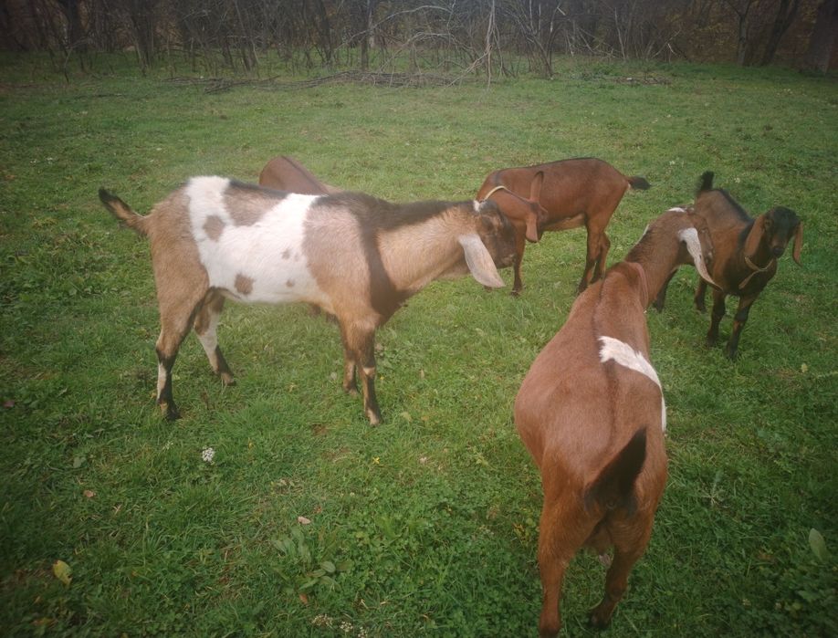 Țap de rasă , anglo-nubian