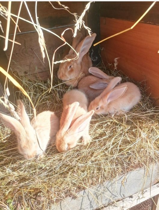 Vând iepuri fluture german și uriaș german galben