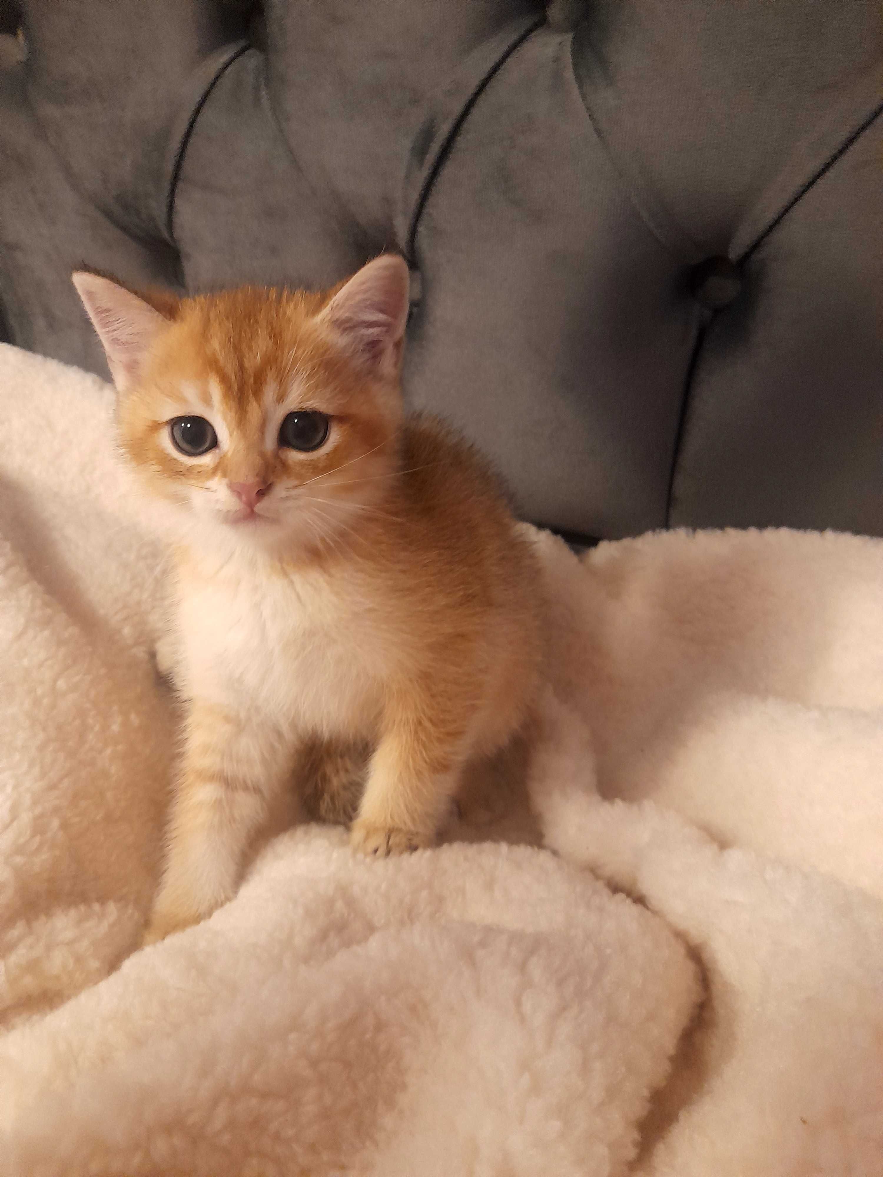 Родословни котенца златна чинчила.