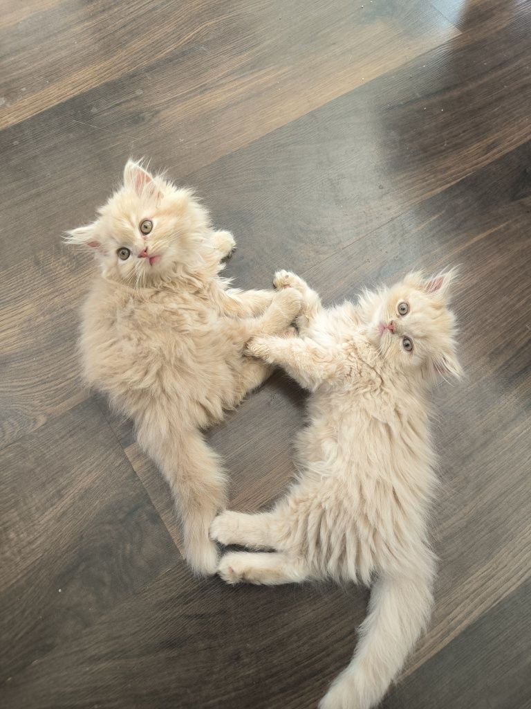 Персийски котета