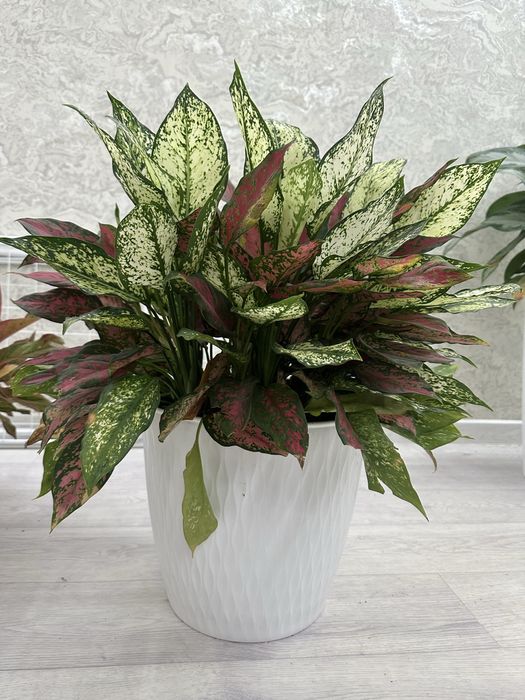 Комнатный цветок Аглаонема