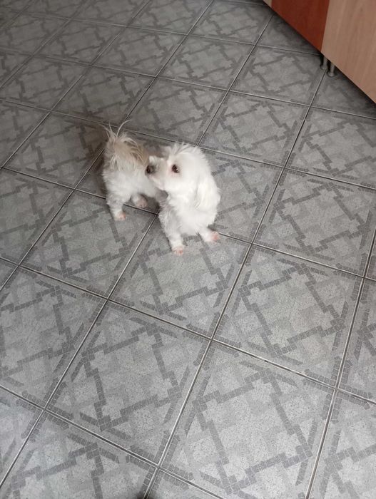 Bischon Maltese Feminin