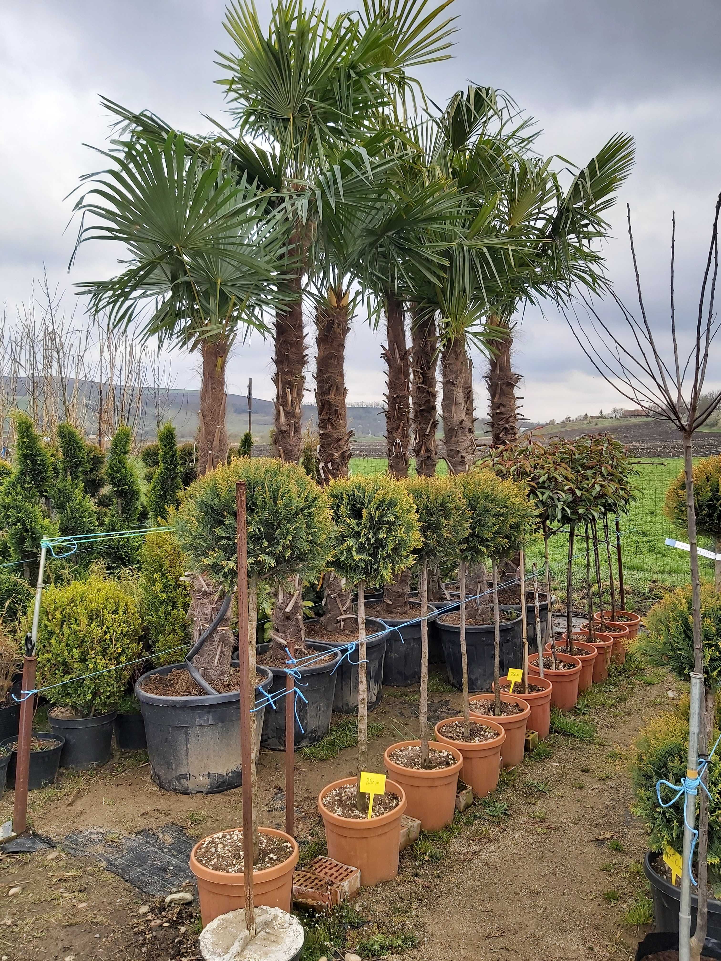 palmier trachycarpus rezistent la frig inaltime 3 si 4 m