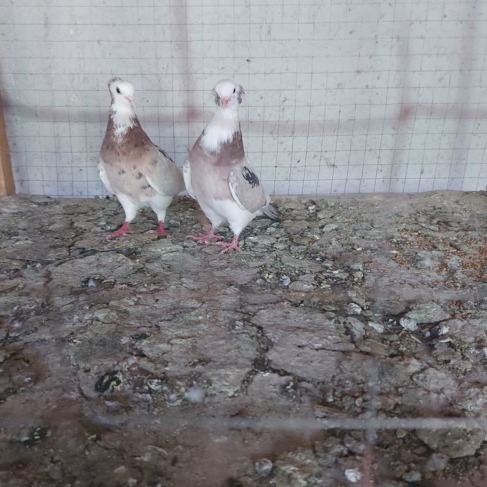 Челкар белагаловый пара гатовый