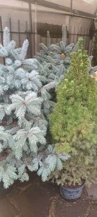 Brad de Crăciun (tăiat şi la ghiveci)