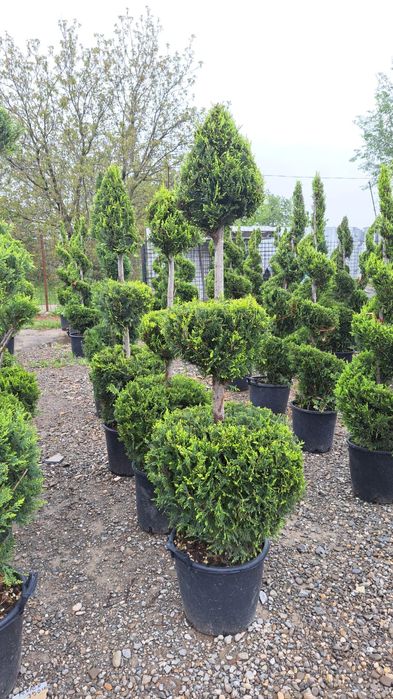 Mesteacan tei leilandi bambus catalpa laur