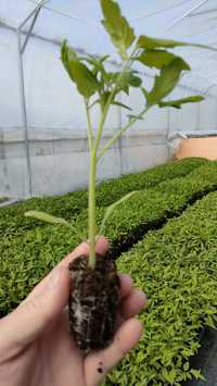 Rasaduri legume de vanzare 1.3 ron