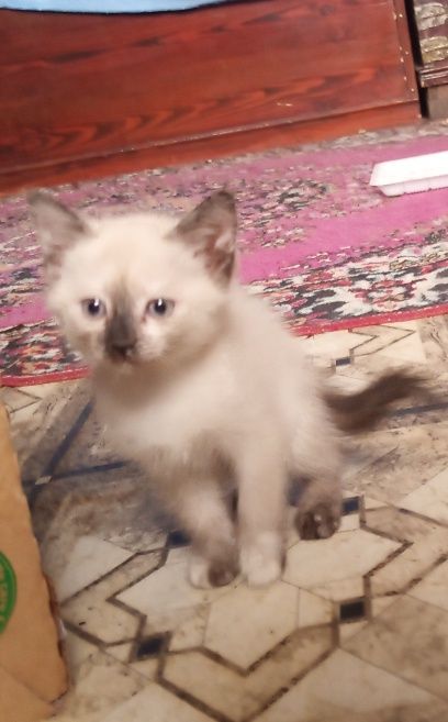 Сиямская кошка..