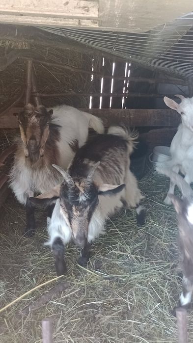 Vând  5,,Capre frumoase