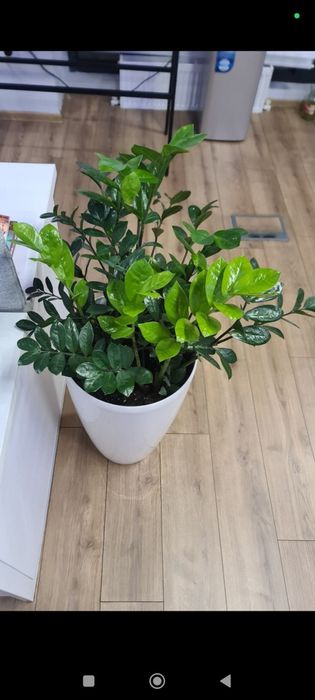 Ofis honadon gularn parvarish hizmat