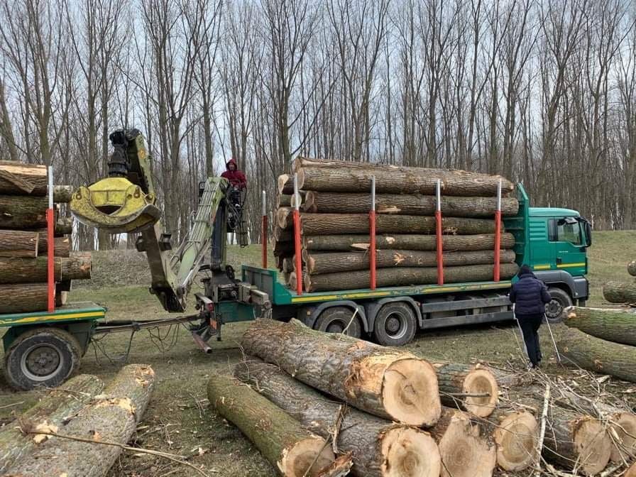 Buștean plop ea , lemn de foc , gater .