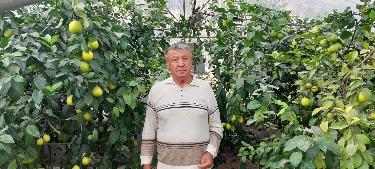 Лимон кучати сотилади