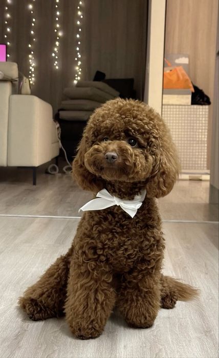 Передержка собак 7000 в ЖК бизнес класса, в центре города