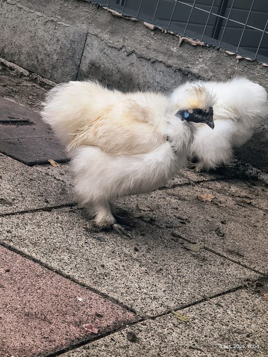 Gaini mătasea Japoneza