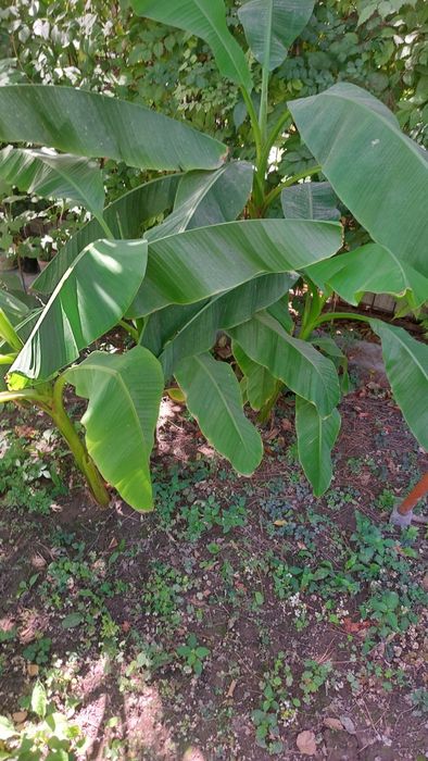 САЖЕНЦЫ  плоданосящих  Бананов