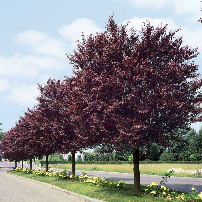 Червенолистна декоративна джанка / слива