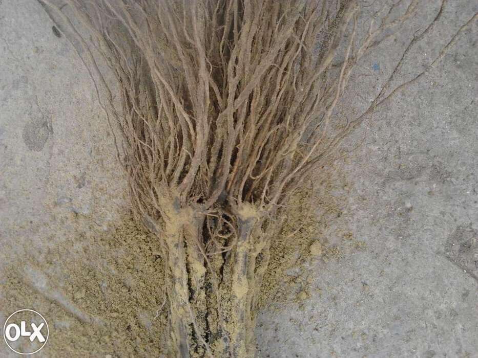 Vând Butasi vita de vie