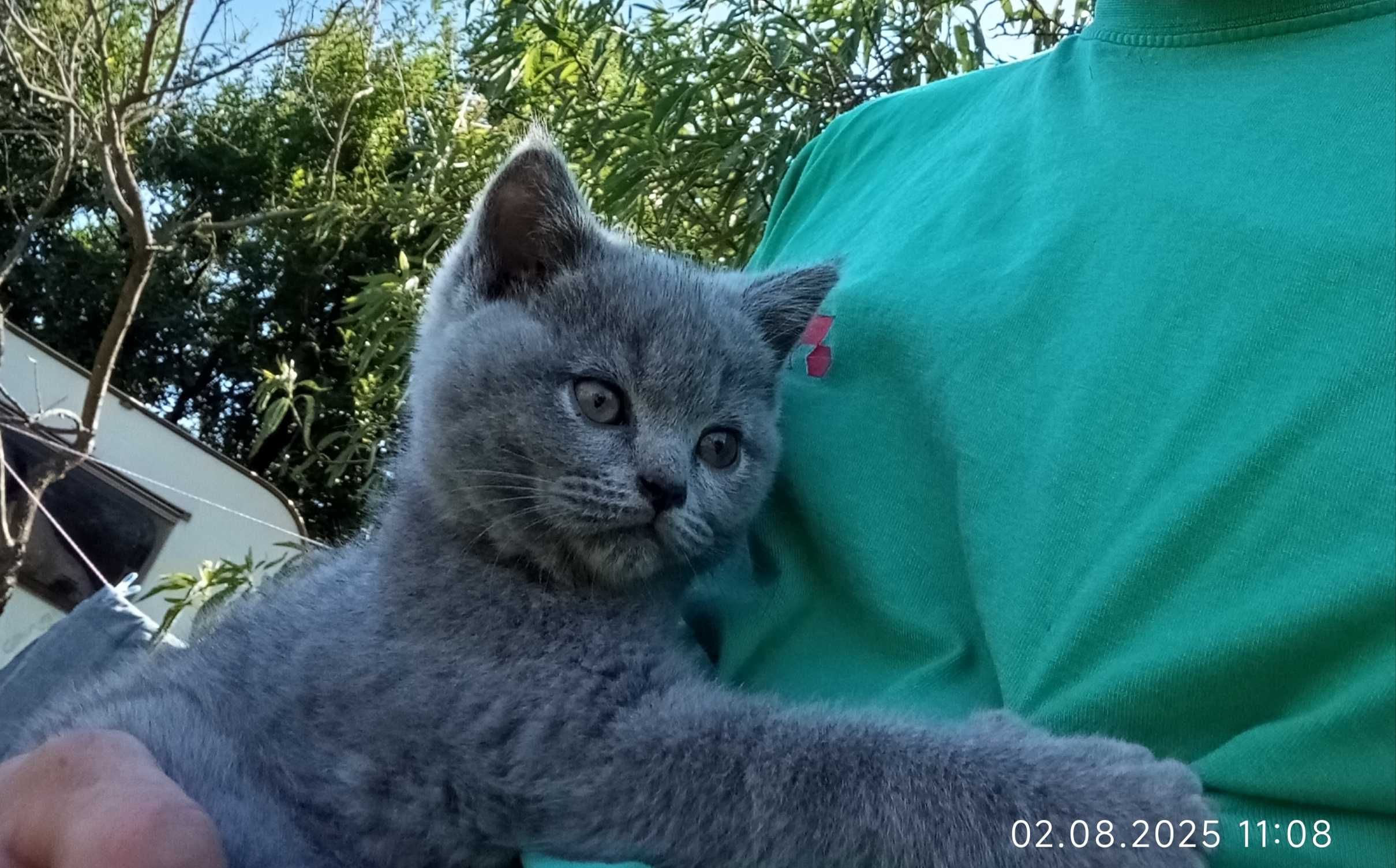 Британски котенца