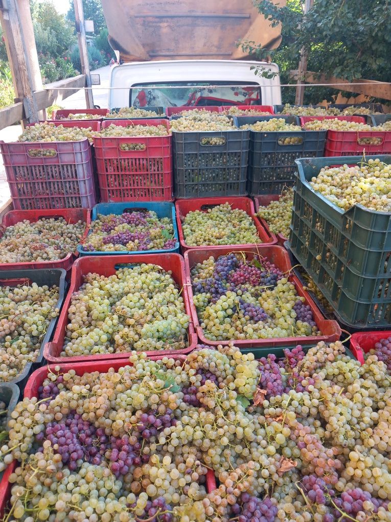 Vand struguri de vin cu transport la domiciliu