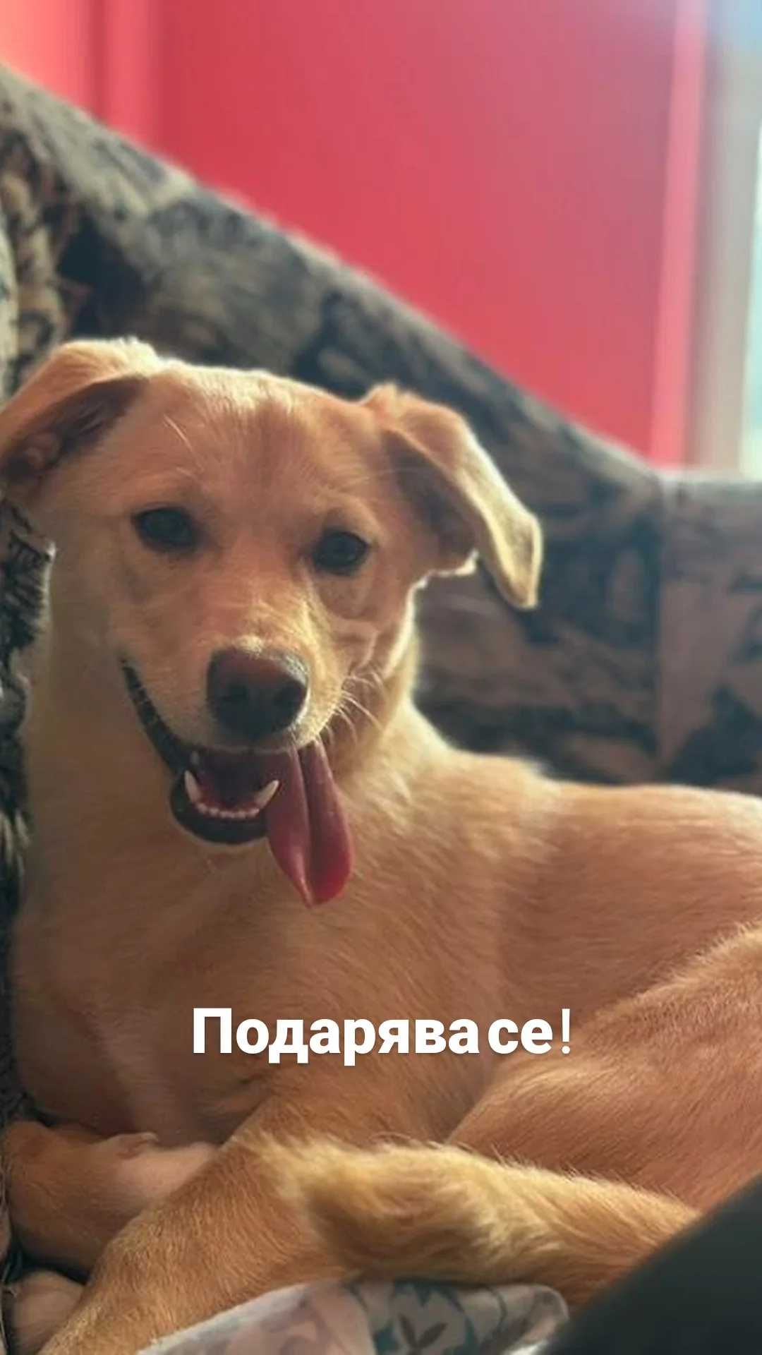 Подарявам игриво кученце