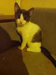 Подарявам котенца