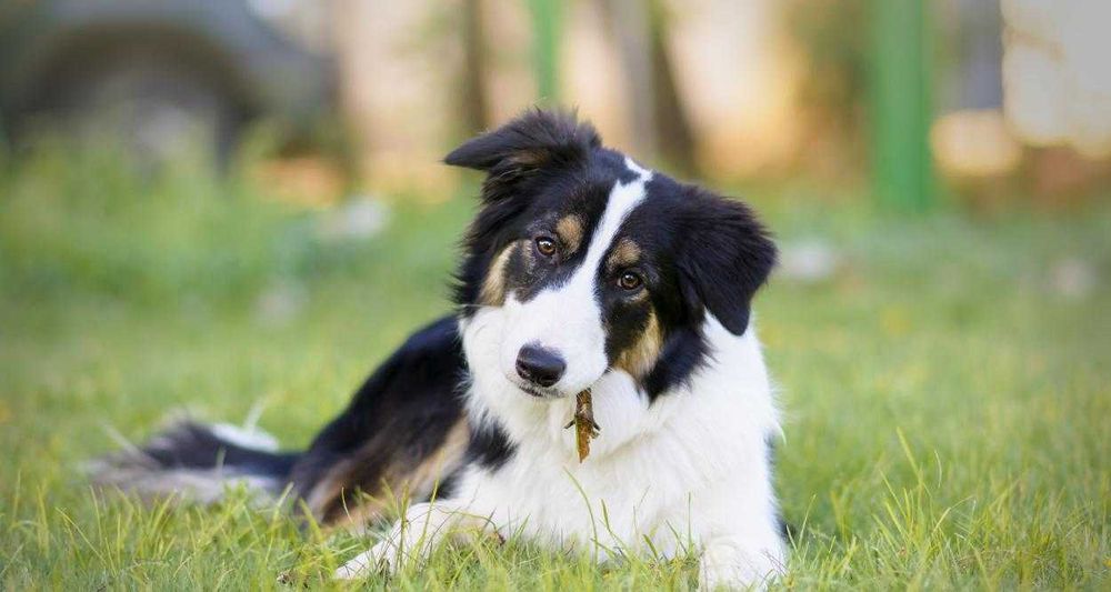 Разходка на кучета. София, център