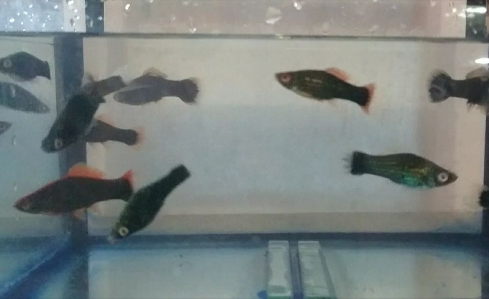 Мечиносцы чёрные, Мечиносцы красные, Моллинезии, Гуппи, Анциструсы.