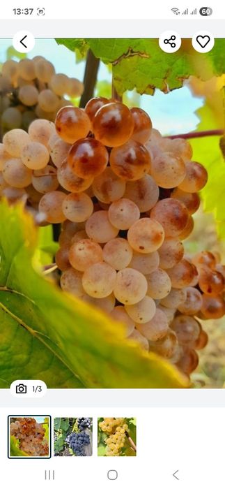 Vând struguri de vin productie 2025