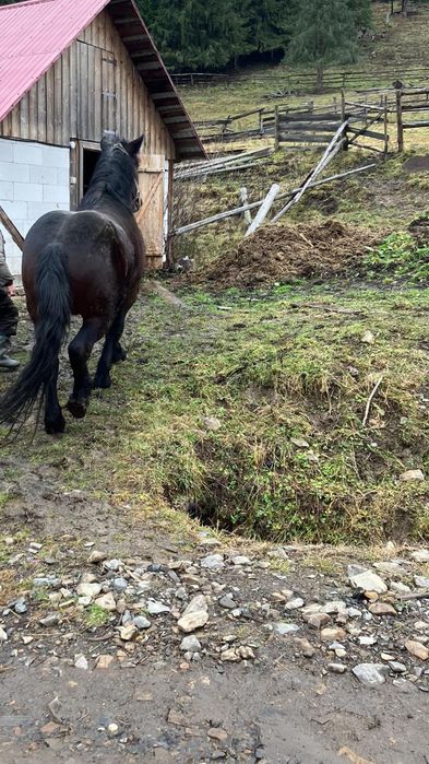 Mânz frumos de vanzare