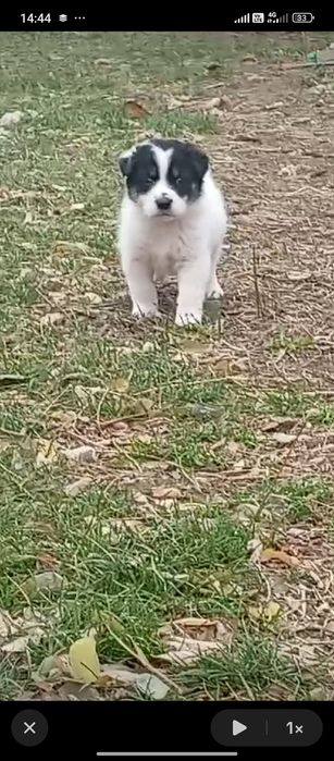 Donez  pui de câine