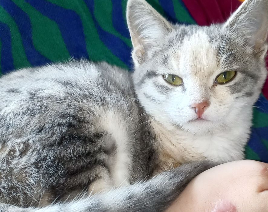 Отдам даром в добрые руки, кот мальчик