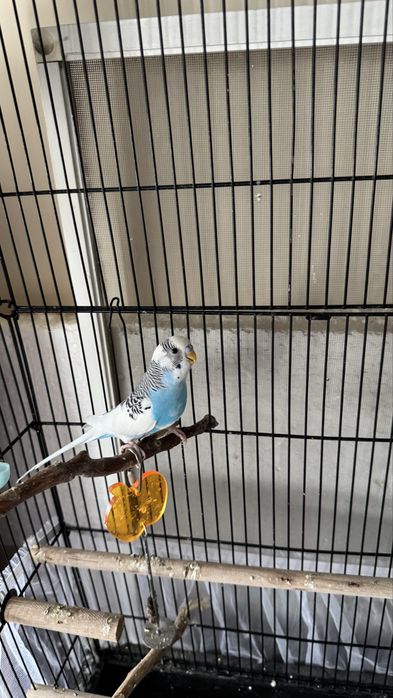 попугай продается