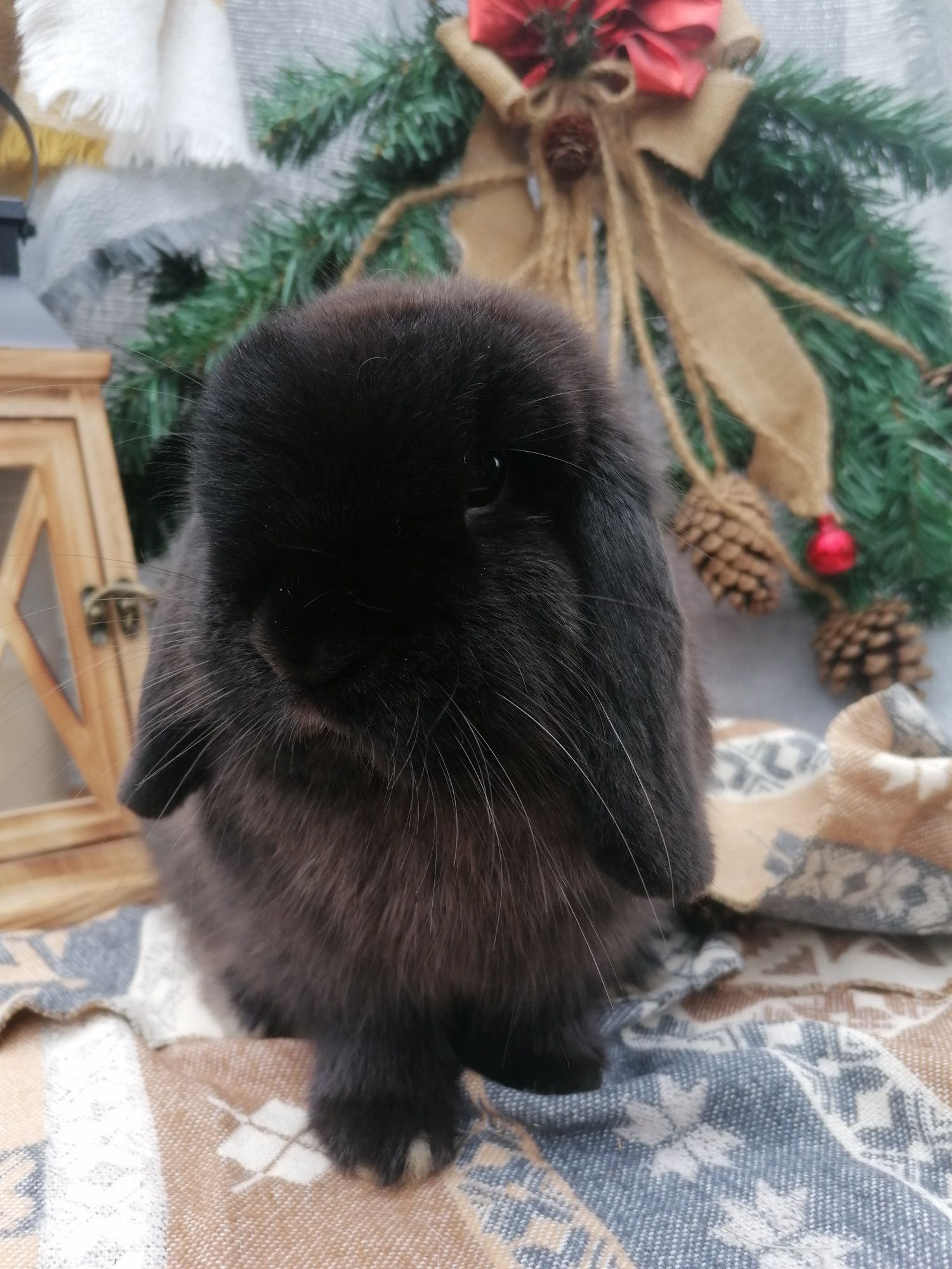 Iepuri pitic Mini lop