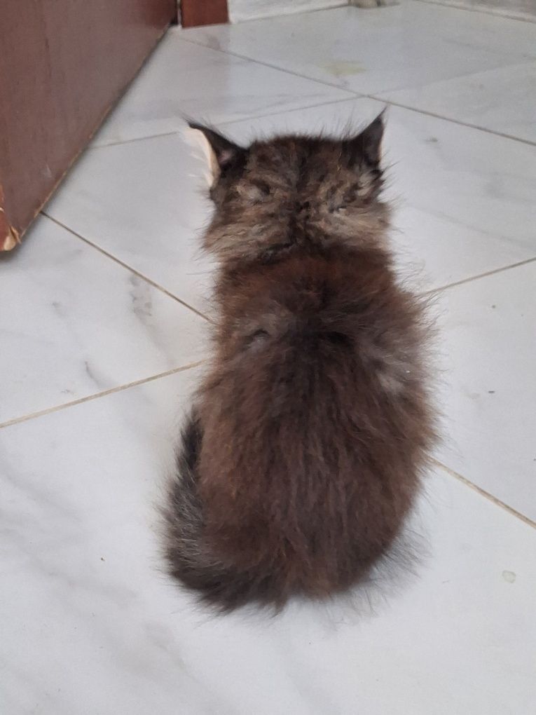 Котята бесплатно